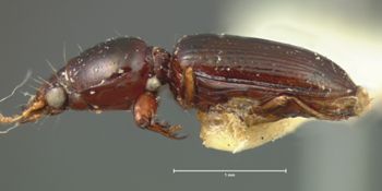 Media type: image;   Entomology 694 Aspect: habitus lateral view